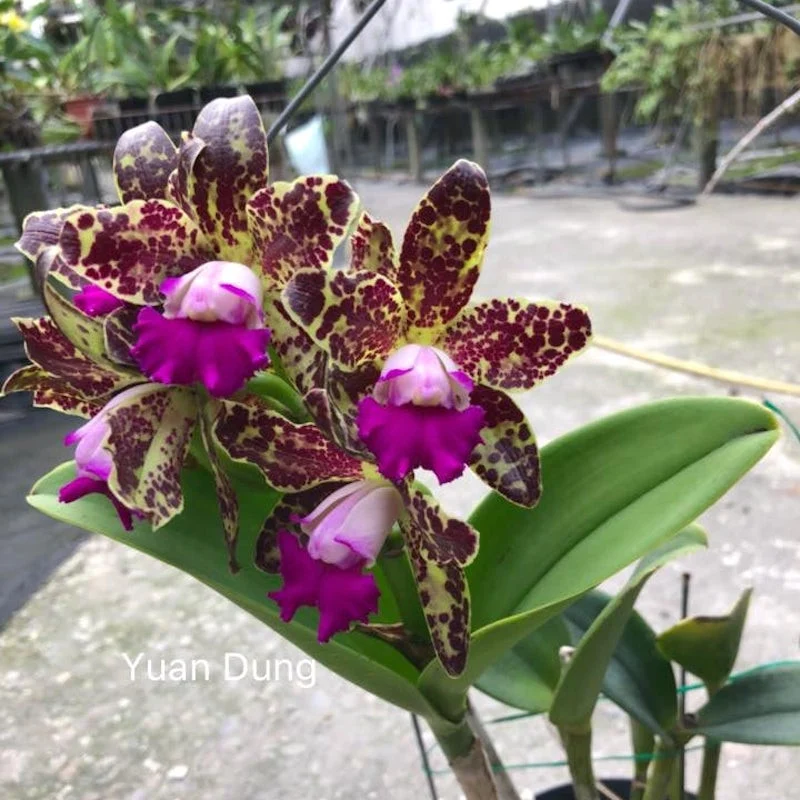 Rlc. Yuan Dung Python 'Gold Medal' *parfumata