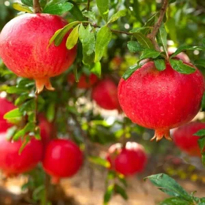 Rodiu - Punica granatum 'Dente di Cavallo' * fructe comestibile