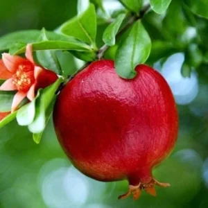 Rodiu - Punica granatum * fructe comestibile