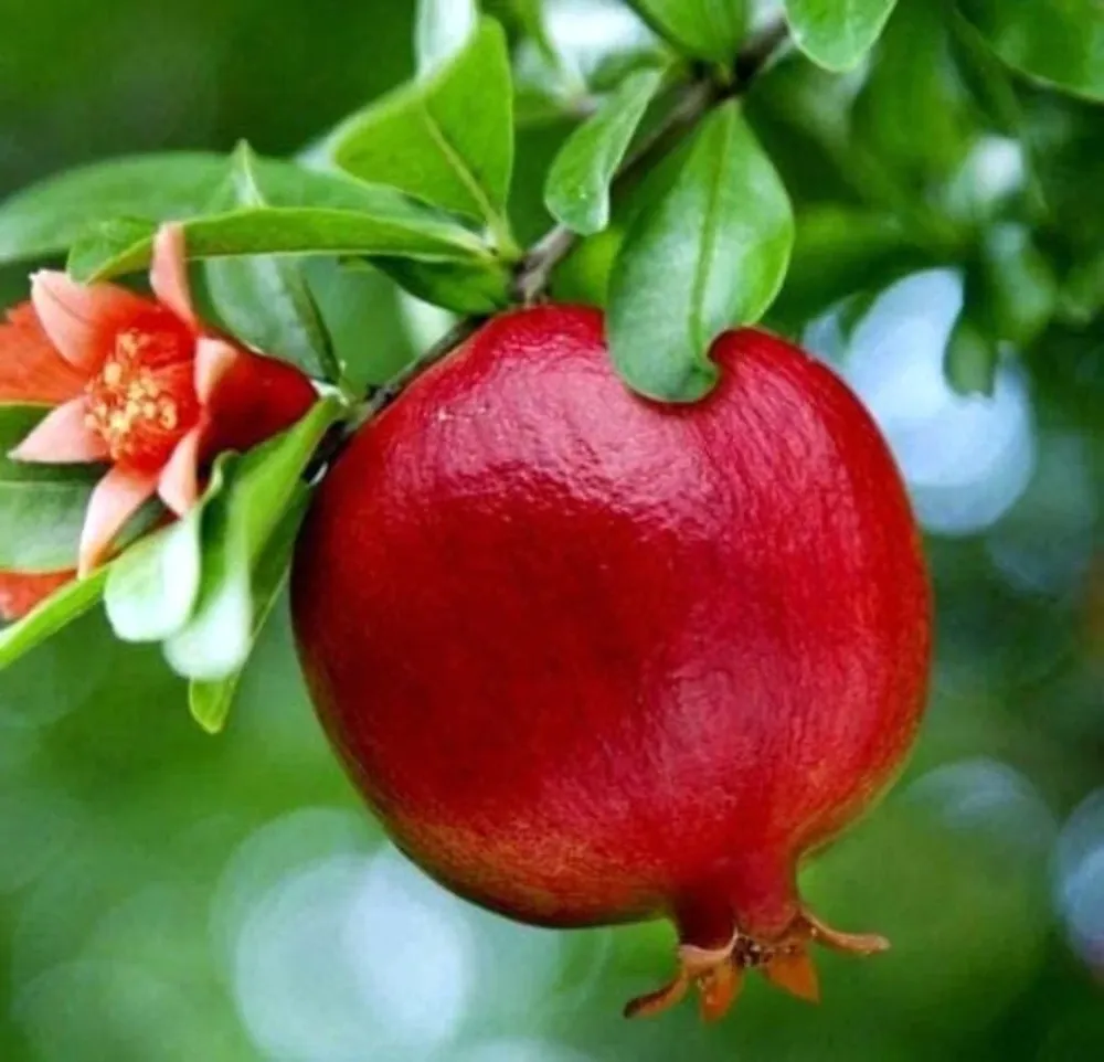 Rodiu - Punica granatum * fructe comestibile