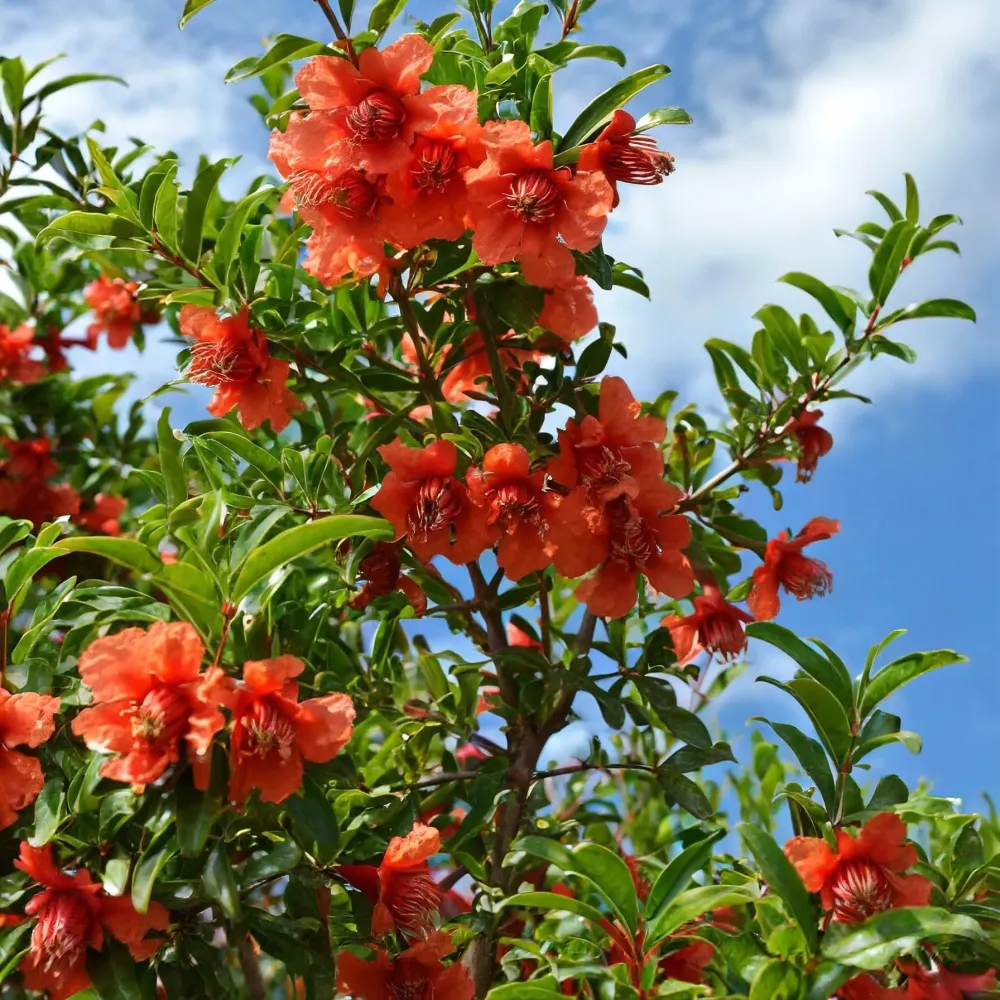 Rodiu rezistent la frig - Punica granatum 'Crimson Sky' (Nikita Ranii)