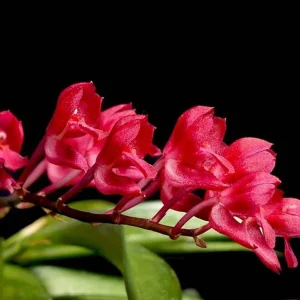 Rodriguezia Lanceolata parfumata