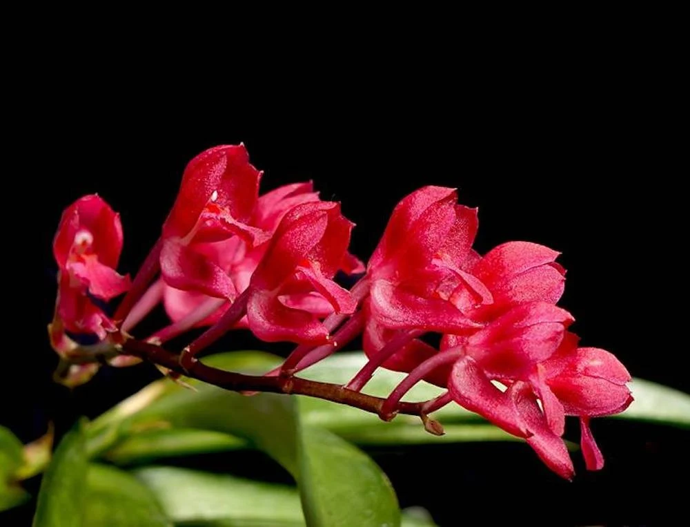 Rodriguezia Lanceolata parfumata
