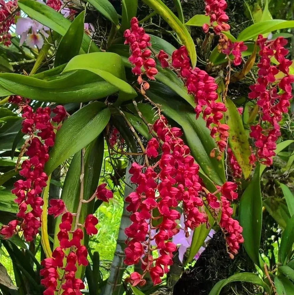 Rodriguezia Lanceolata parfumata