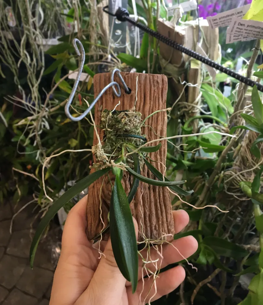 Rodriguezia Lanceolata parfumata