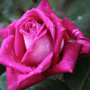 Rosa ‘Acapella’® - Trandafir teahibrid, puternic parfumat (Parfum de Nature collection)