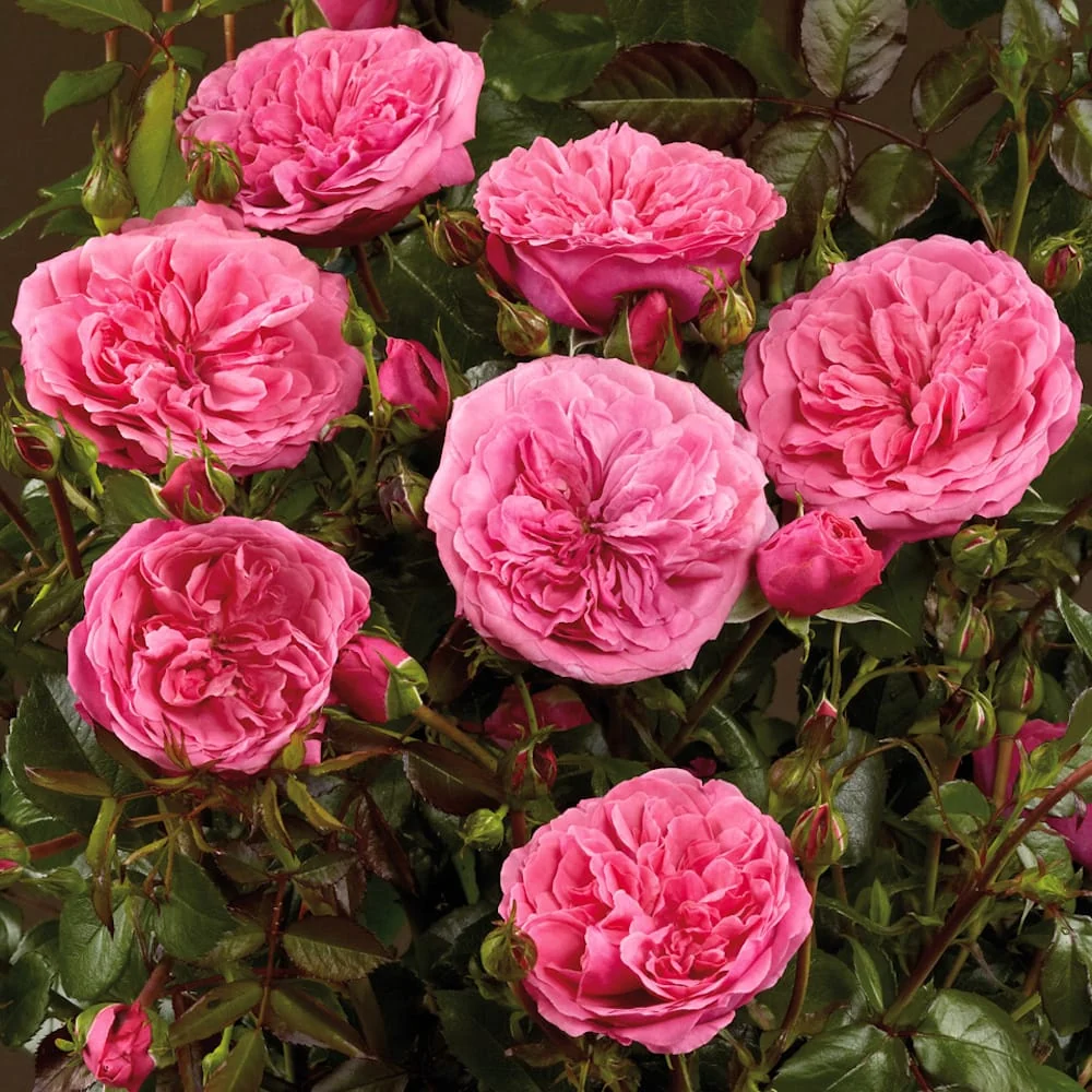 Rosa ‘Berleburg’® (Poulbella) - Trandafir floribunda, nostalgie si romantism