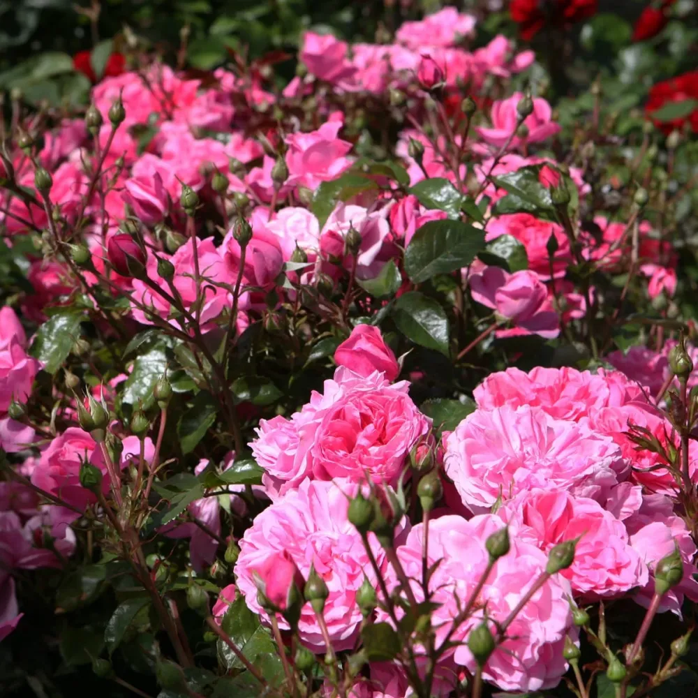 Rosa ‘Berleburg’® (Poulbella) - Trandafir floribunda, nostalgie si romantism