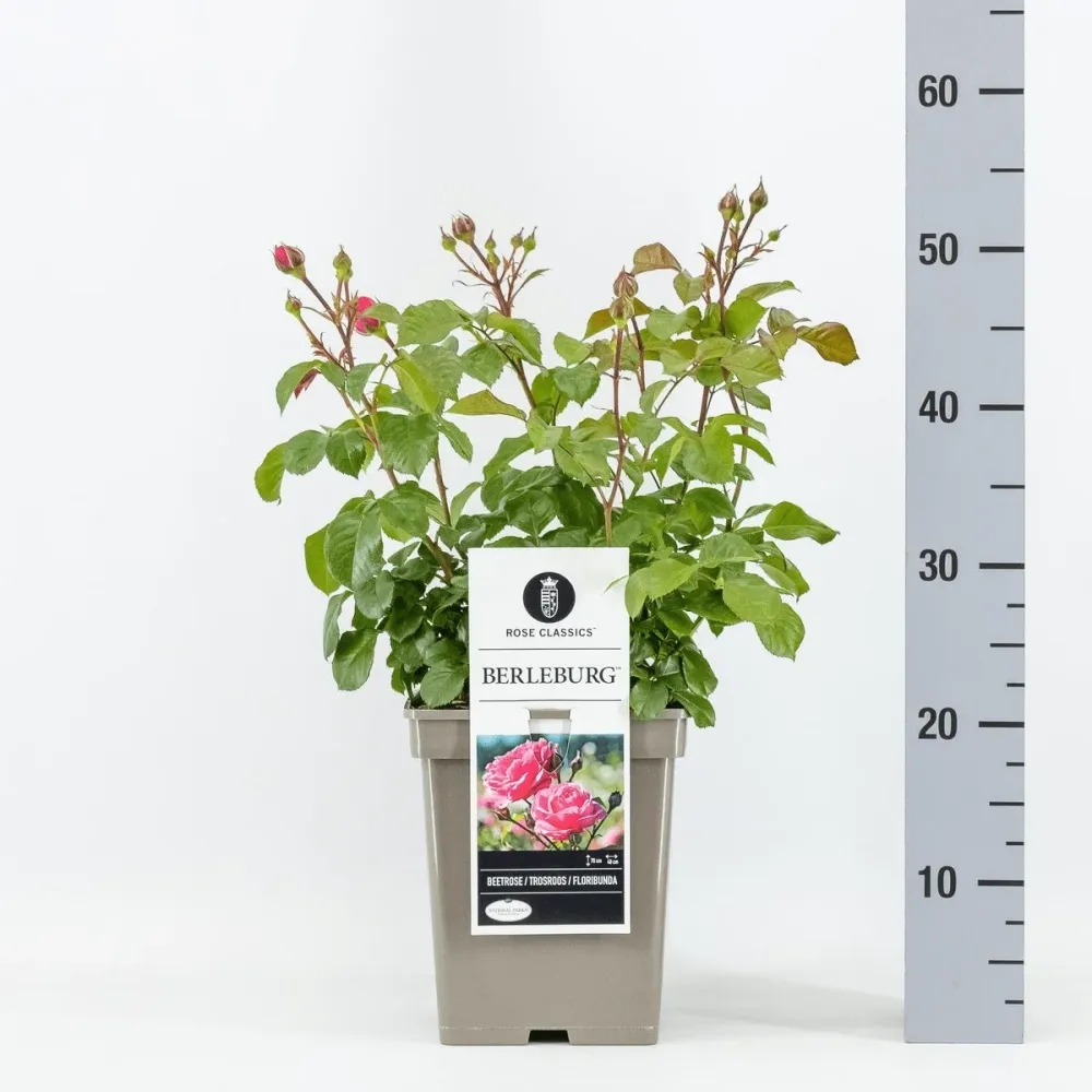Rosa ‘Berleburg’® (Poulbella) - Trandafir floribunda, nostalgie si romantism