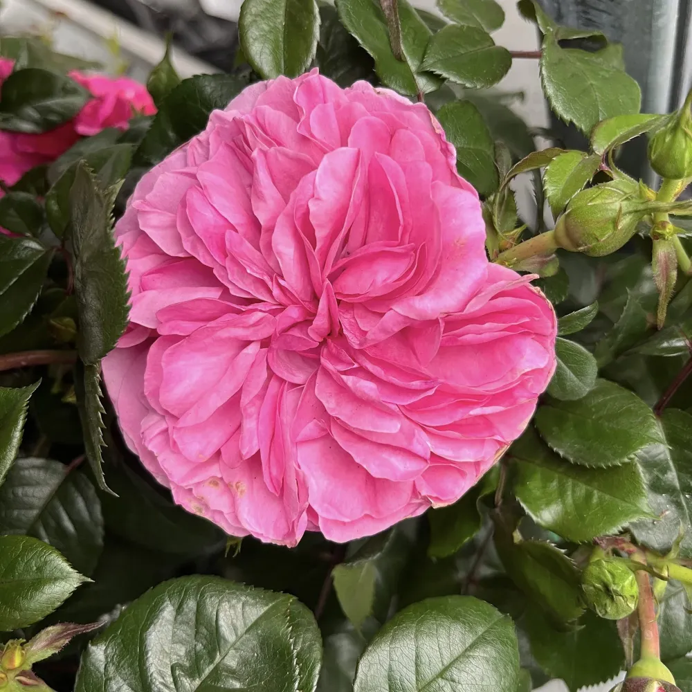 Rosa ‘Berleburg’® (Poulbella) - Trandafir floribunda, nostalgie si romantism