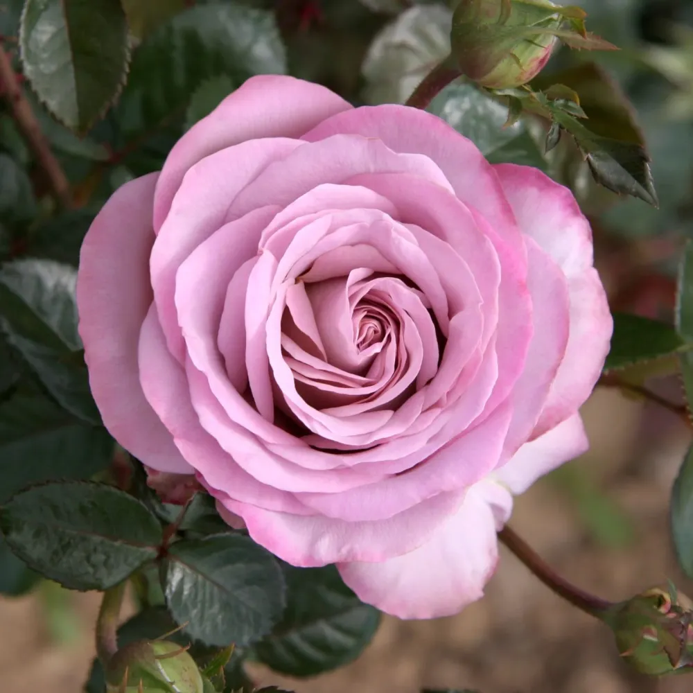 Rosa ‘Blue Girl’® - Trandafir teahibrid, parfumat