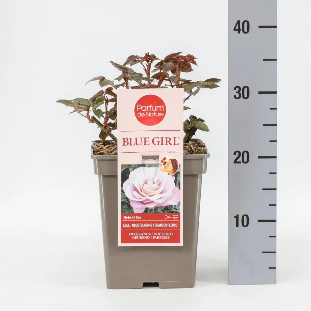 Rosa ‘Blue Girl’® - Trandafir teahibrid, parfumat