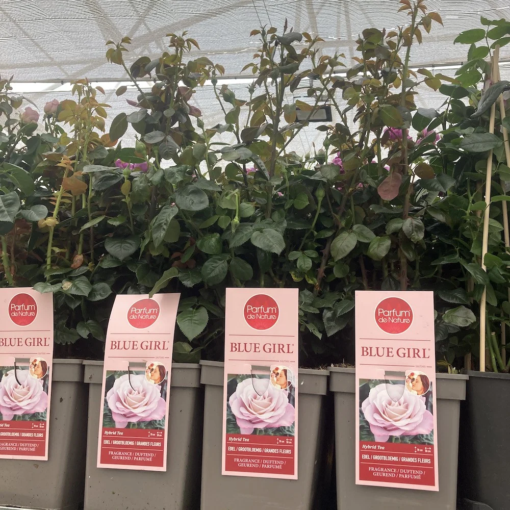 Rosa ‘Blue Girl’® - Trandafir teahibrid, parfumat