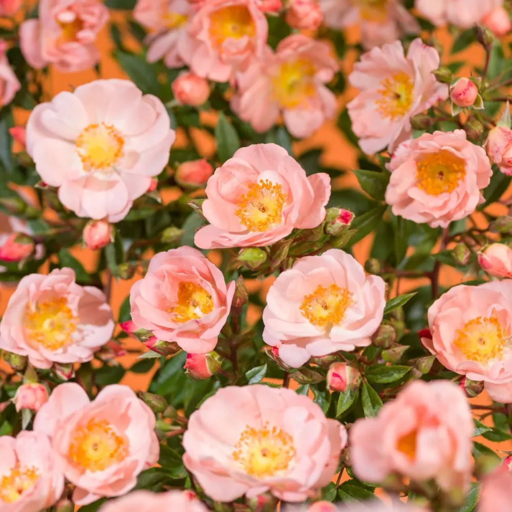 Rosa 'Blushing Queen'® - Trandafir floribunda, catarator, parfumat