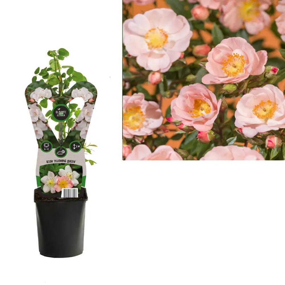 Rosa 'Blushing Queen'® - Trandafir floribunda, catarator, parfumat