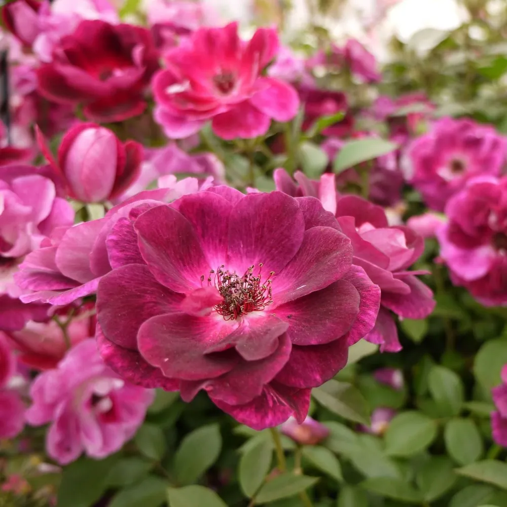 Rosa 'Burgundy Ice'® - Trandafir floribunda, parfum si culoare intensa
