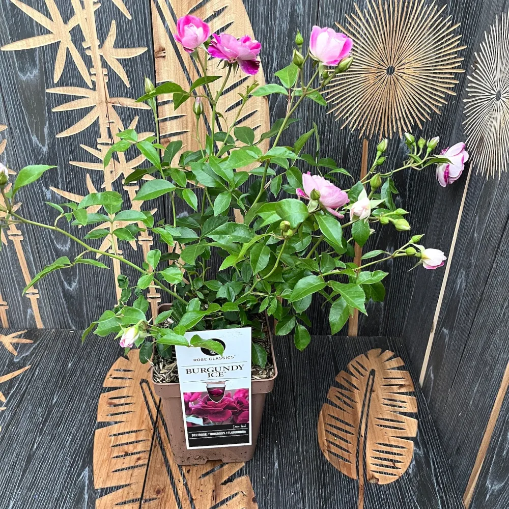 Rosa 'Burgundy Ice'® - Trandafir floribunda, parfum si culoare intensa