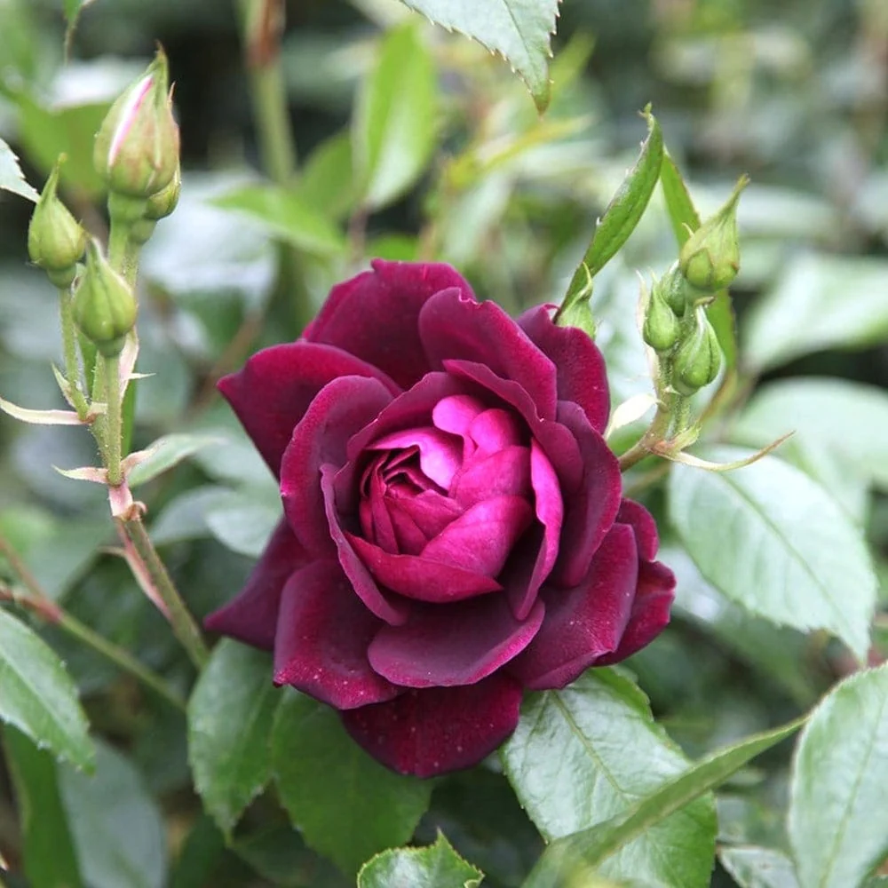 Rosa 'Burgundy Ice'® - Trandafir floribunda, parfum si culoare intensa