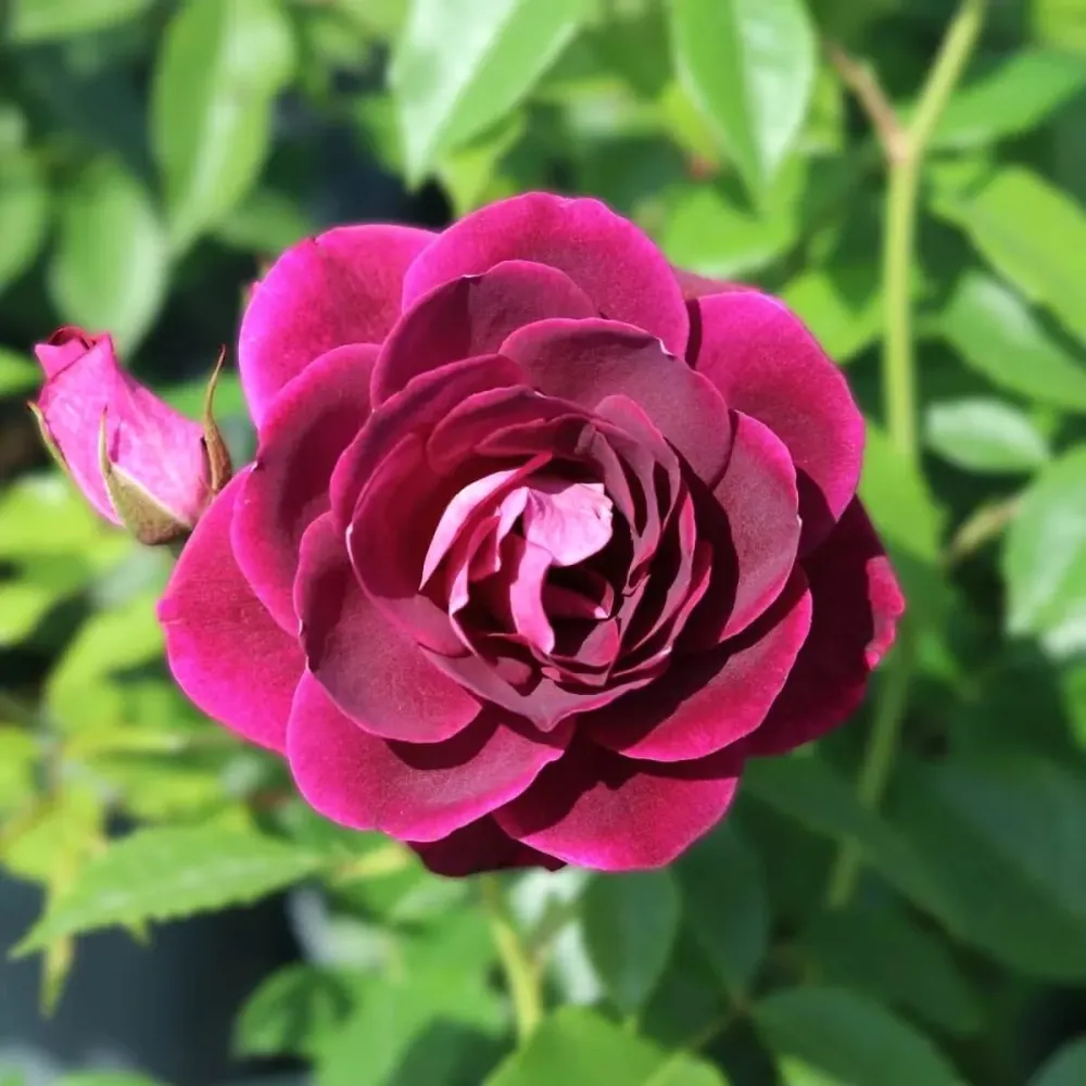 Rosa 'Burgundy Ice'® - Trandafir floribunda, parfum si culoare intensa