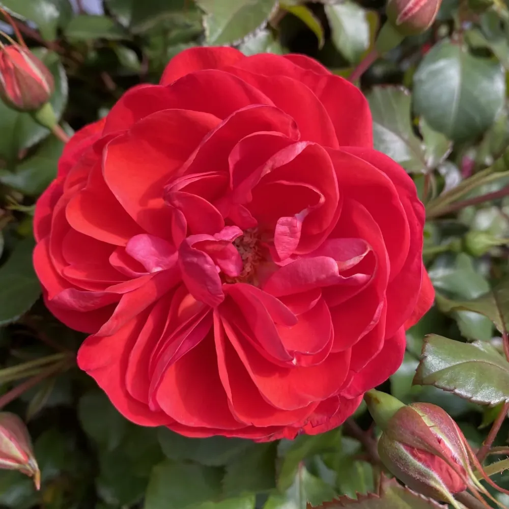 Rosa Castle 'Dover' - Trandafir floribunda, parfumat