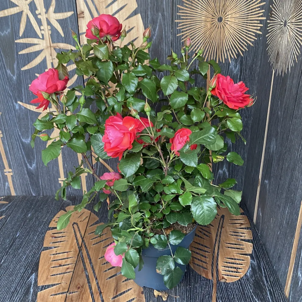 Rosa Castle 'Dover' - Trandafir floribunda, parfumat