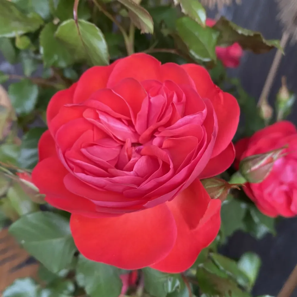 Rosa Castle 'Dover' - Trandafir floribunda, parfumat