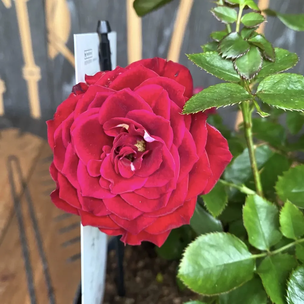 Rosa Castle 'Isla' (Poulpal066) - floribunda, parfum discret