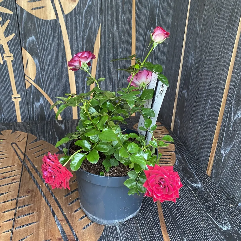Rosa Castle 'Isla' (Poulpal066) - floribunda, parfum discret