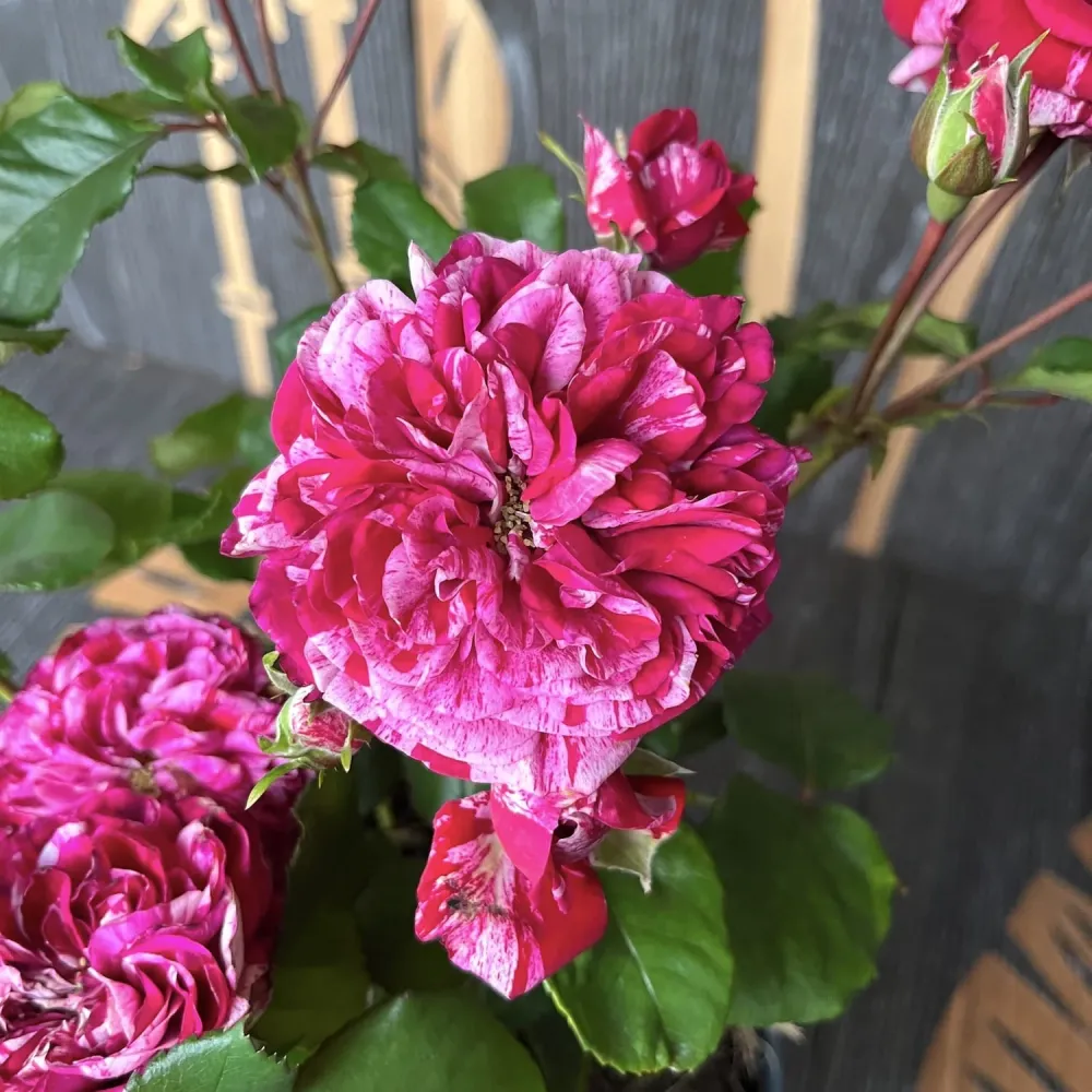 Rosa Castle 'Reformation' - Trandafir floribunda, parfum si culoare