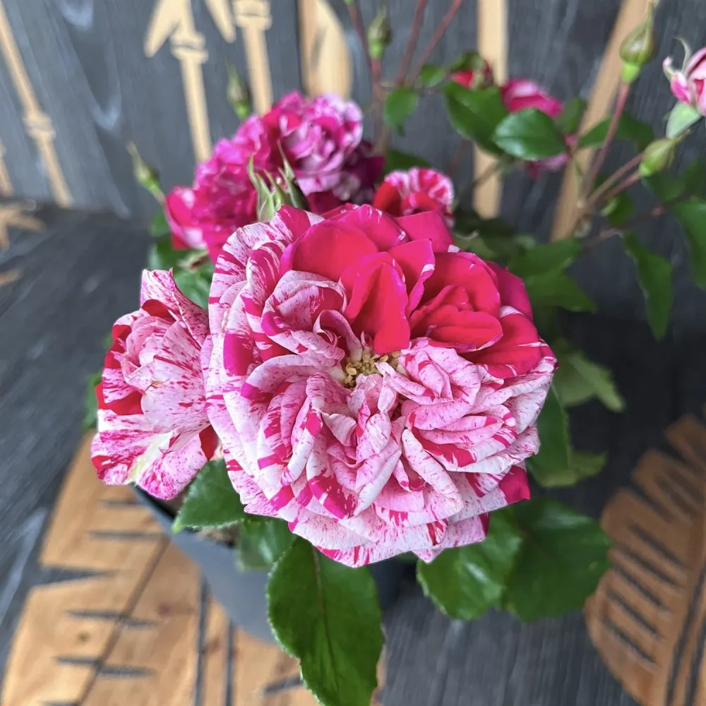 Rosa Castle 'Reformation' - Trandafir floribunda, parfum si culoare