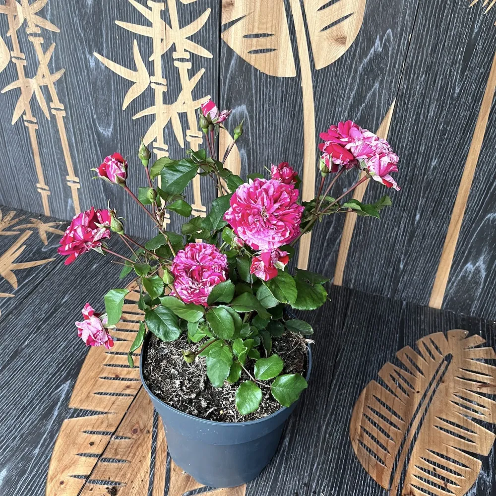 Rosa Castle 'Reformation' - Trandafir floribunda, parfum si culoare