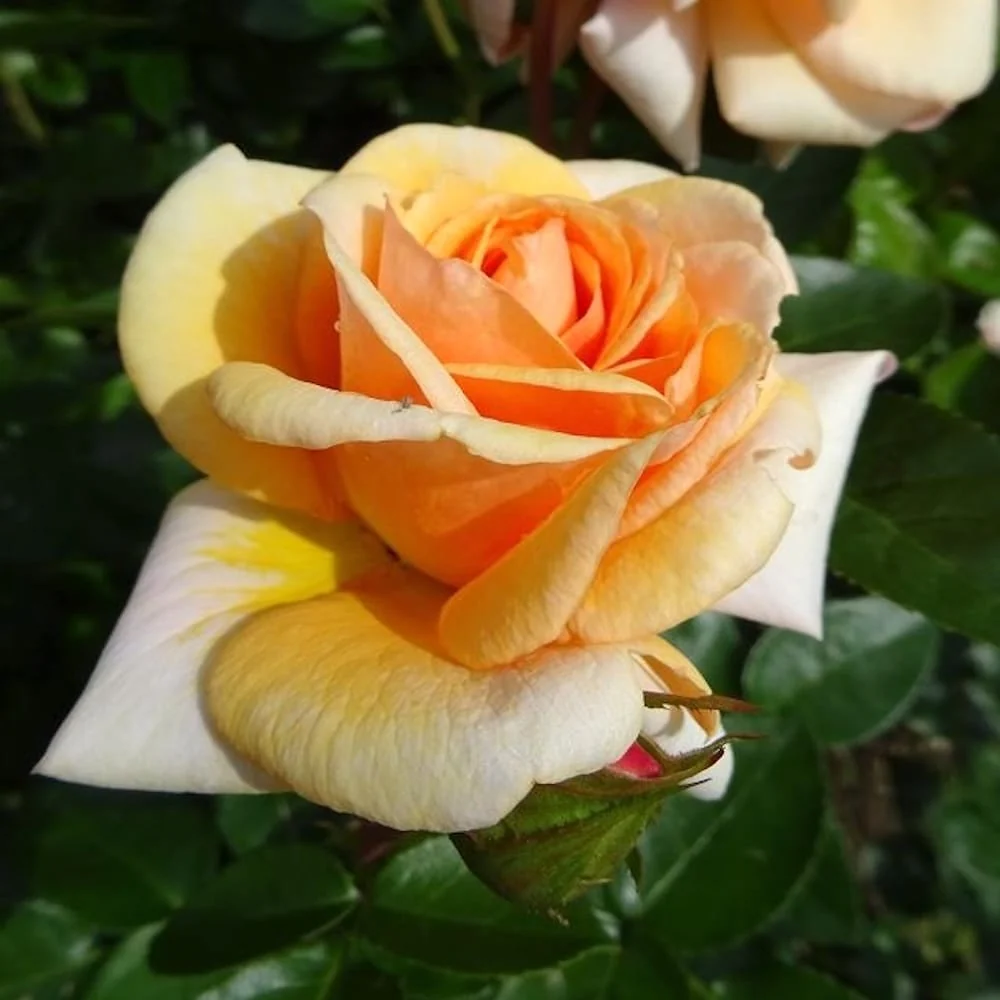 Rosa 'Circle Life'® - trandafir de poveste, spectaculos si parfumat