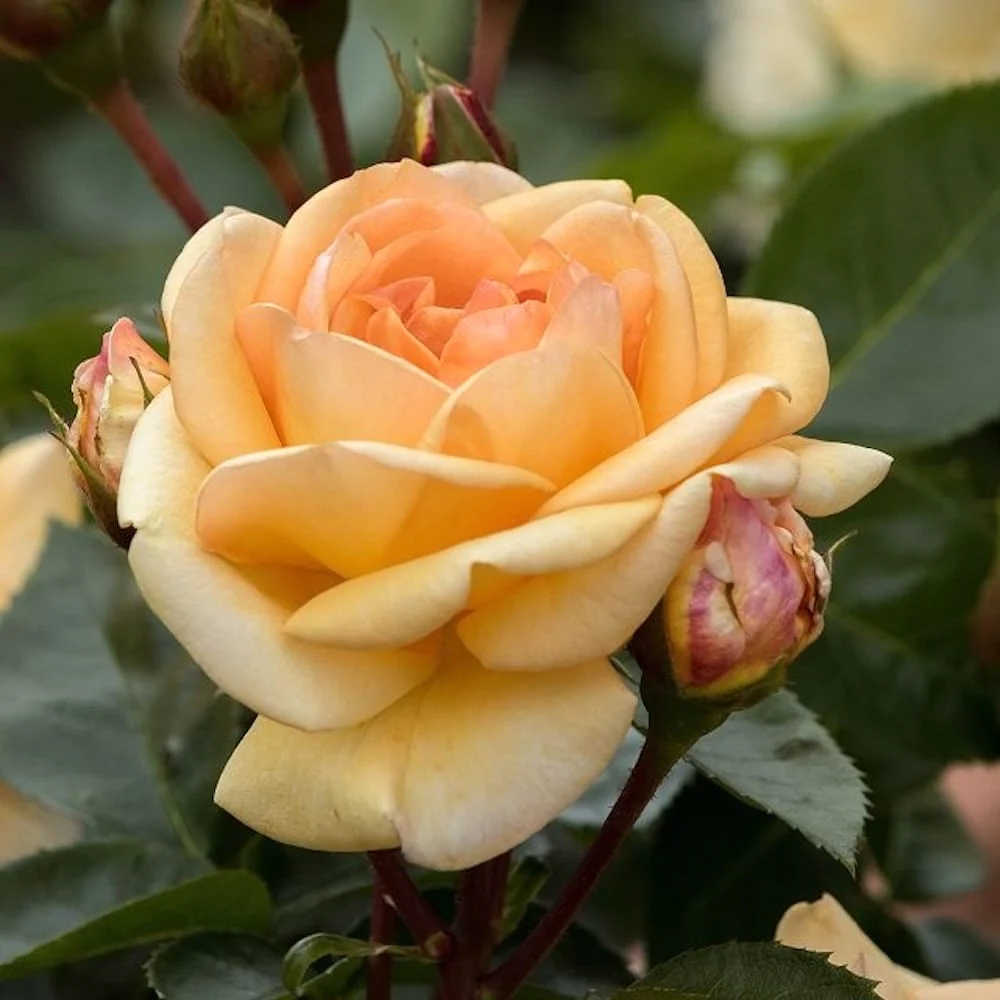 Rosa 'Circle Life'® - trandafir de poveste, spectaculos si parfumat