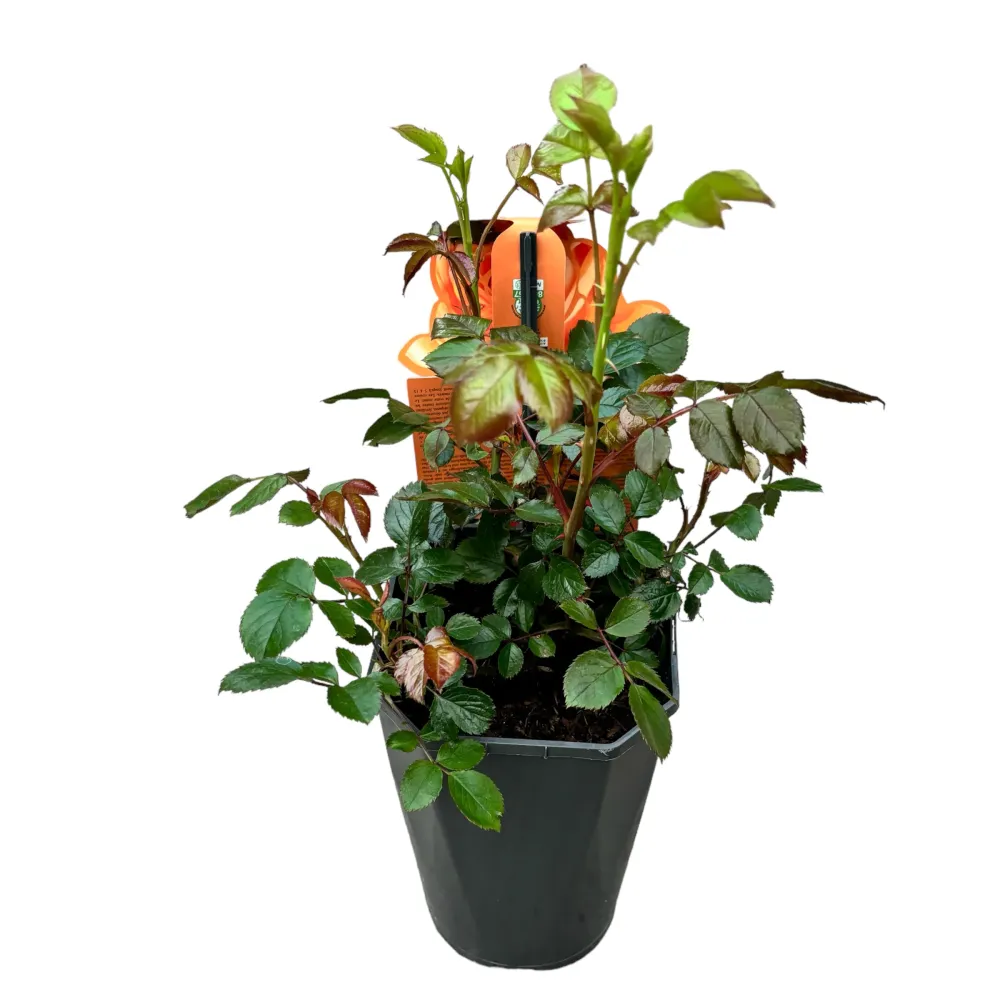 Rosa 'Circle Life'® - trandafir de poveste, spectaculos si parfumat
