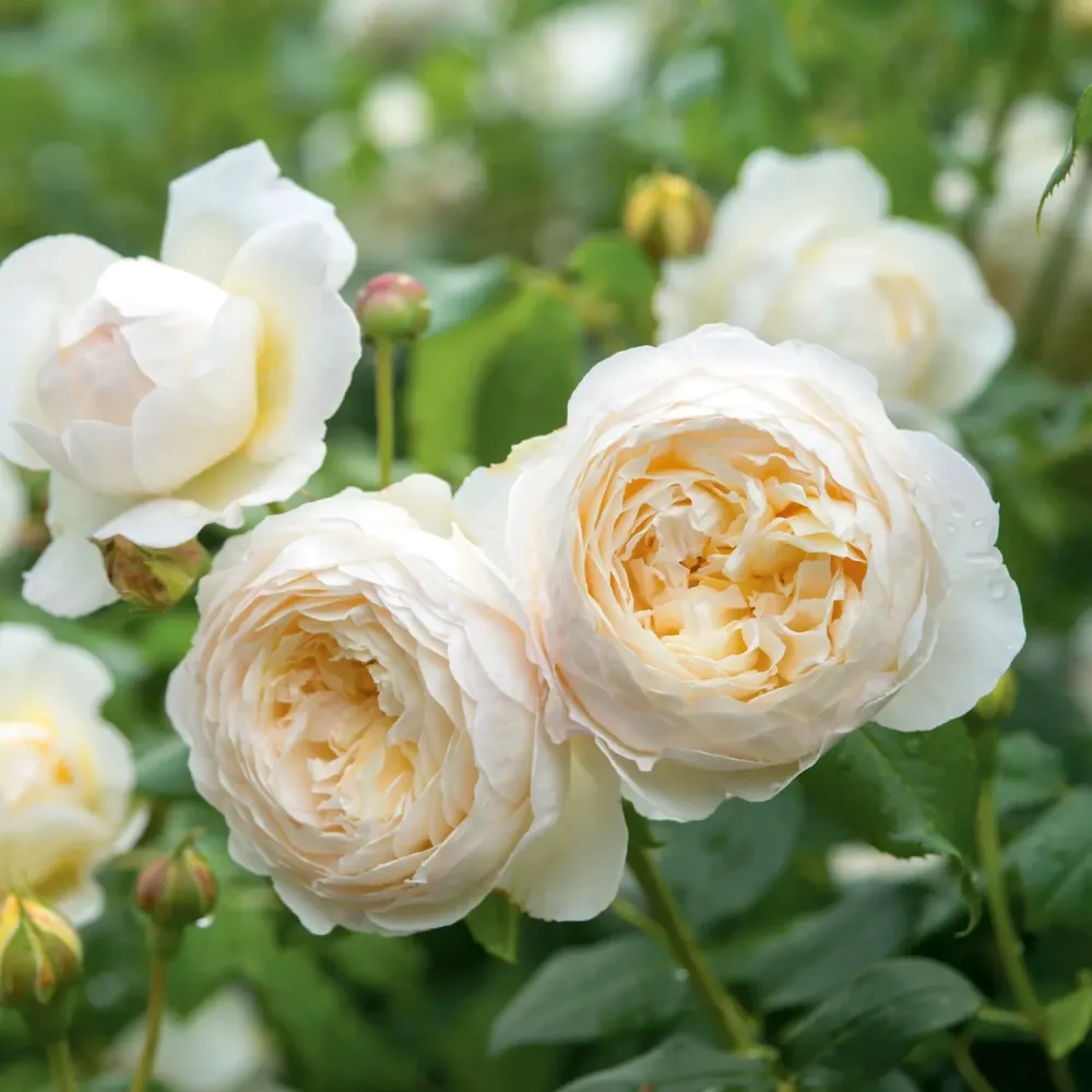 Rosa ‘Claire Austin’® - Trandafir englezesc catarator hibridat de David Austin