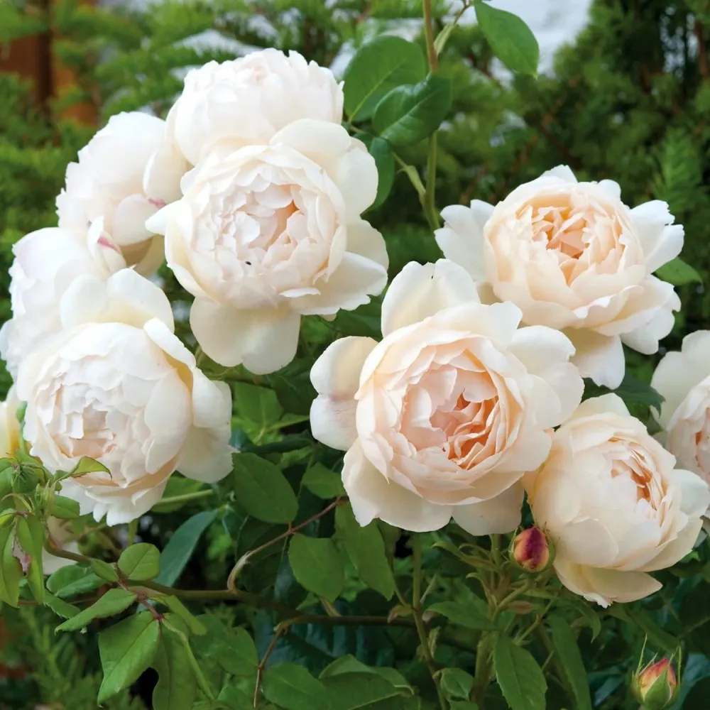 Rosa ‘Claire Austin’® - Trandafir englezesc catarator hibridat de David Austin