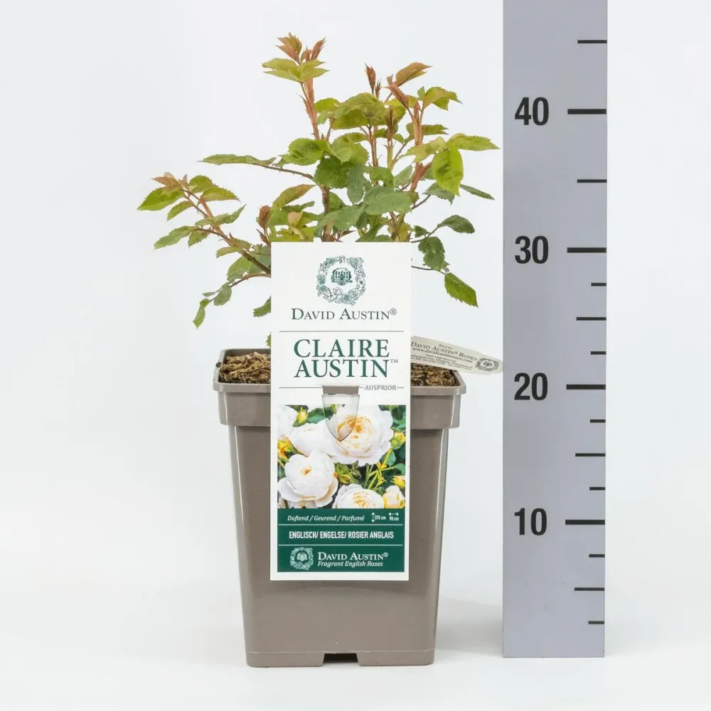Rosa ‘Claire Austin’® - Trandafir englezesc catarator hibridat de David Austin