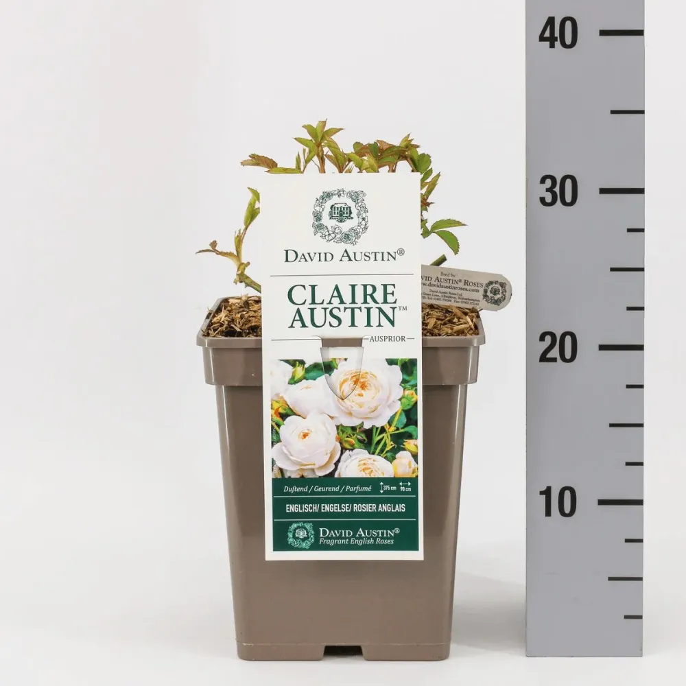 Rosa ‘Claire Austin’® - Trandafir englezesc catarator hibridat de David Austin