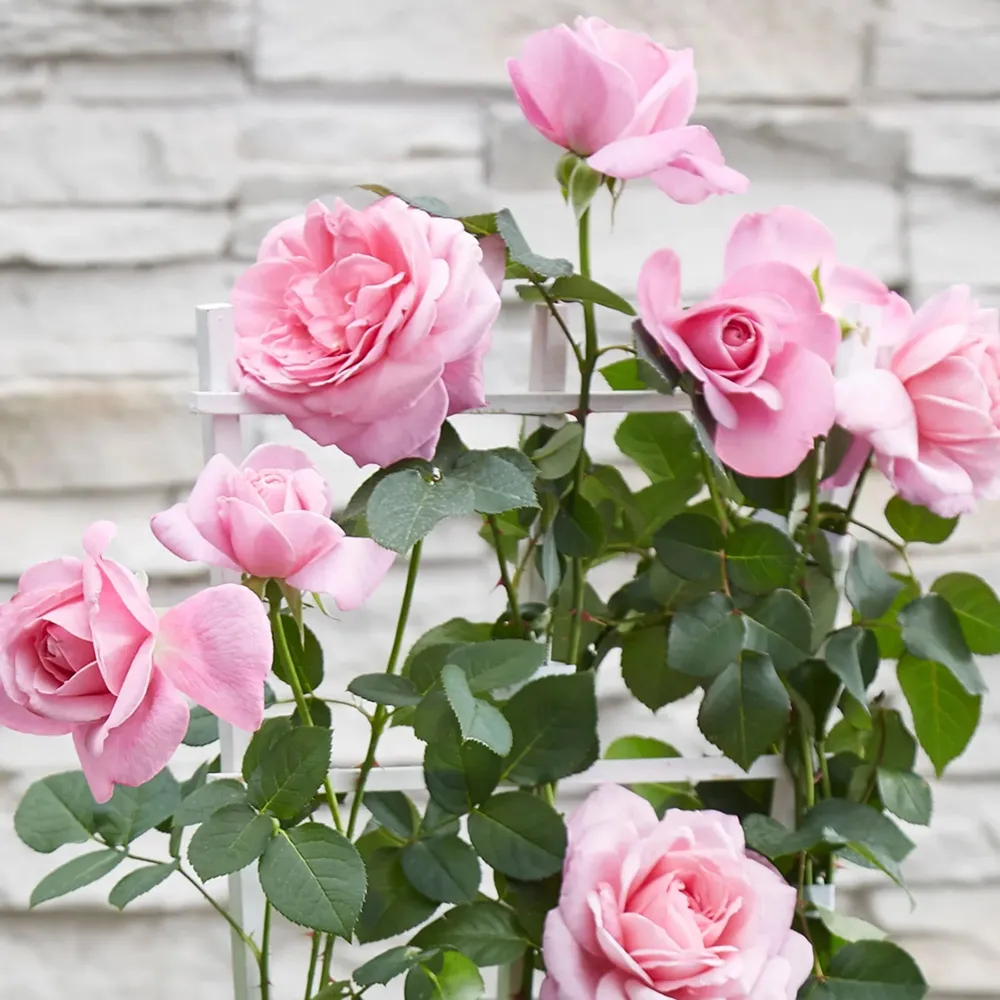 Rosa ‘Crazy Love’® Pink - Trandafir floribunda roz, catarator, parfumat