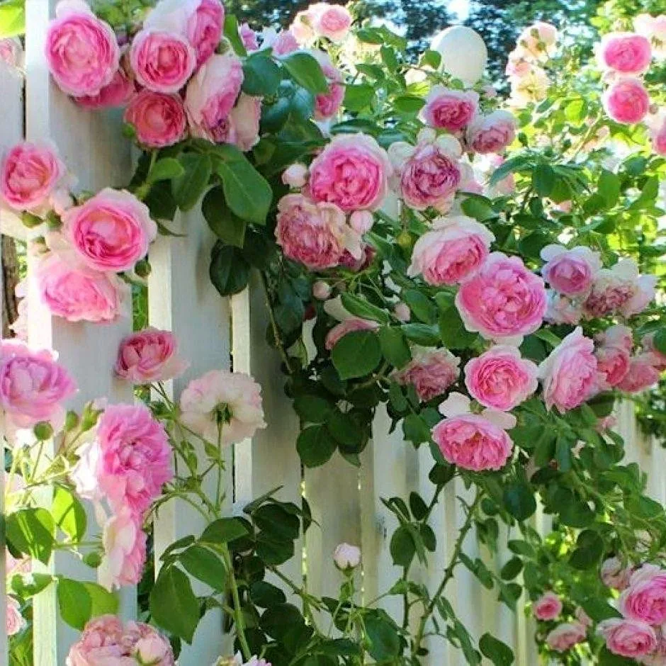 Rosa ‘Crazy Love’® Pink - Trandafir floribunda roz, catarator, parfumat