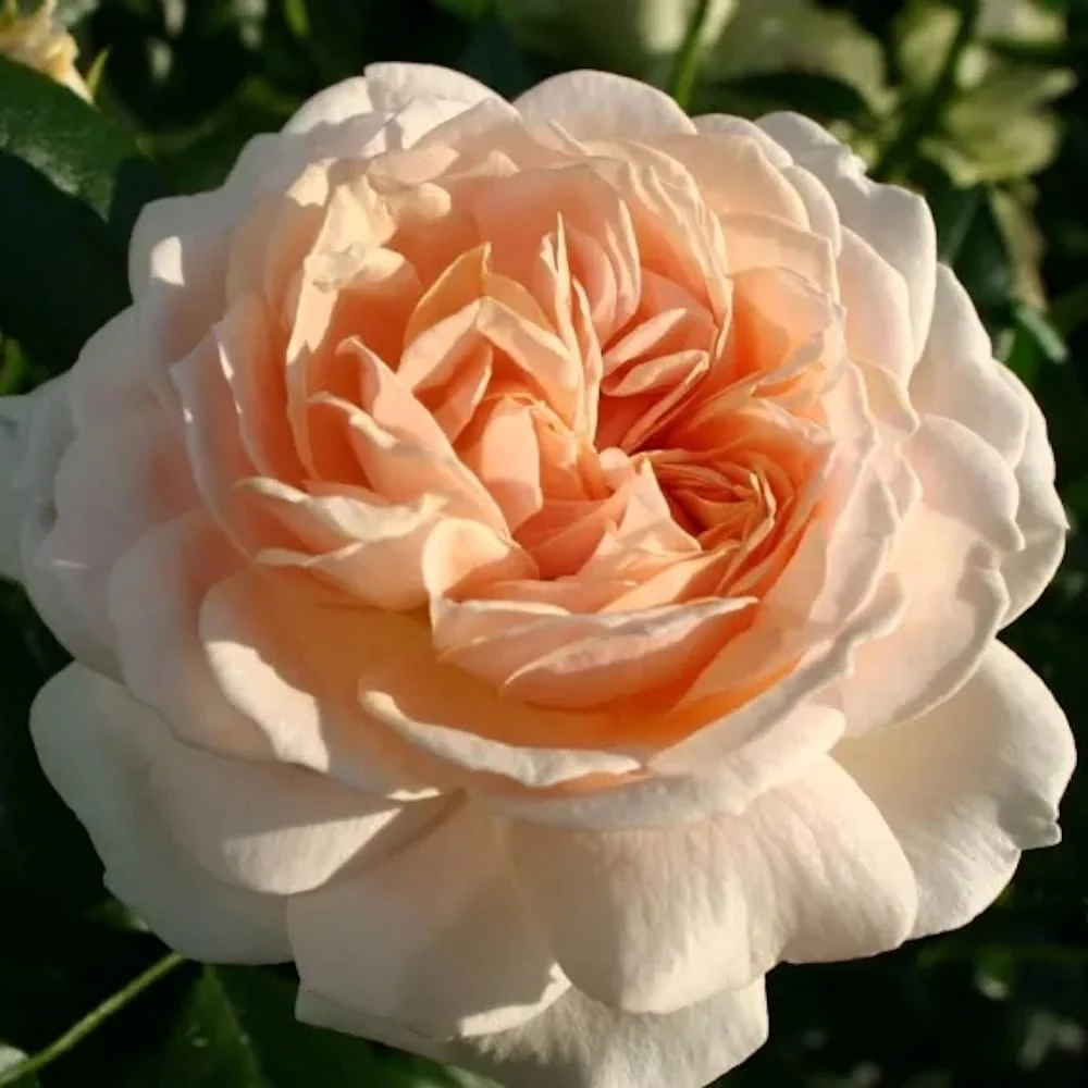 Rosa 'Cream Flower Circus'® - Trandafir floribunda parfumat