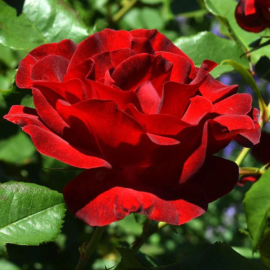 Rosa 'Dame De Coeur'® - Trandafir teahibrid, parfumat