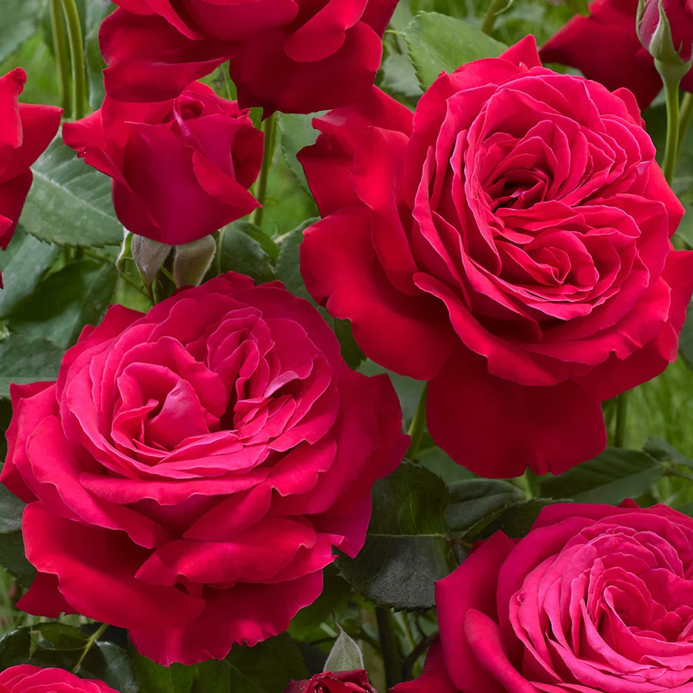 Rosa 'Dame De Coeur'® - Trandafir teahibrid, parfumat
