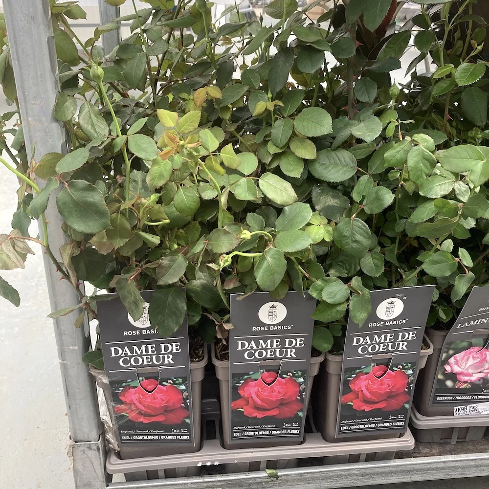 Rosa 'Dame De Coeur'® - Trandafir teahibrid, parfumat