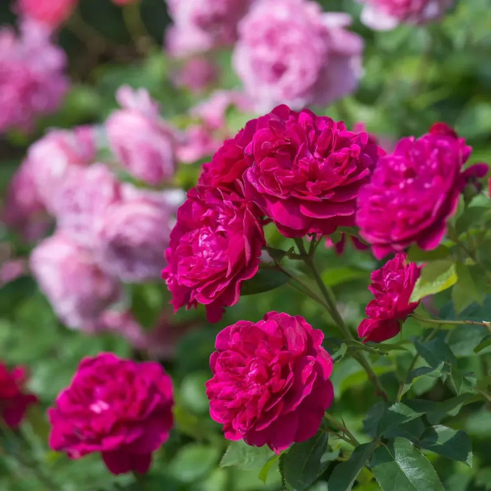 Rosa ‘Darcey Bussell’® - Trandafir englezesc, David Austin