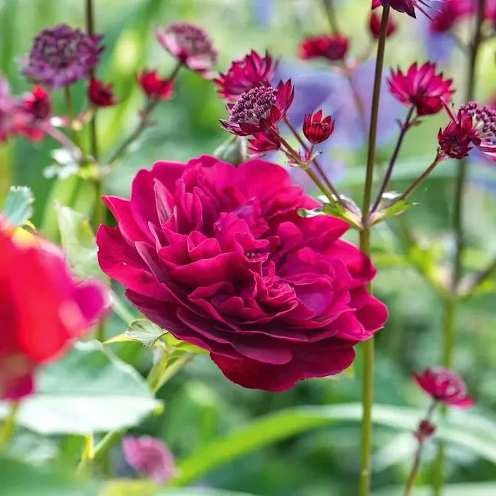 Rosa ‘Darcey Bussell’® - Trandafir englezesc, David Austin