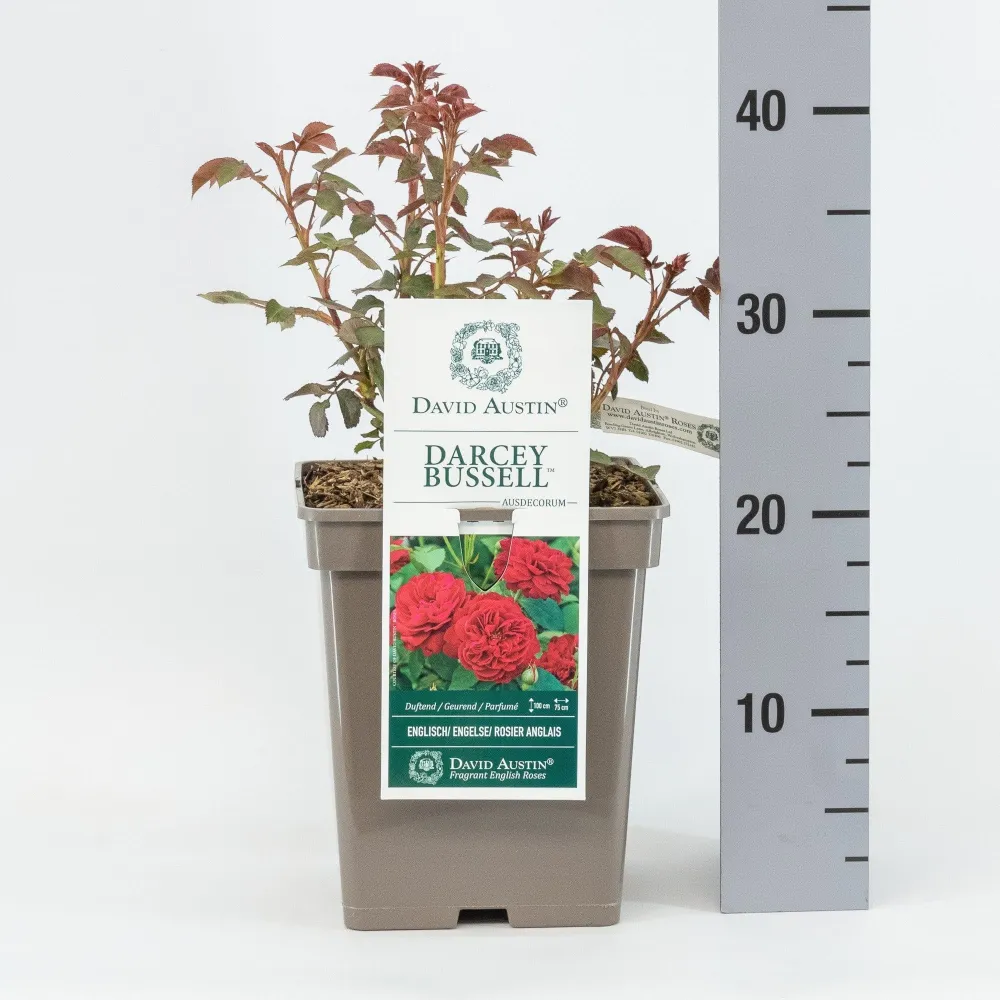Rosa ‘Darcey Bussell’® - Trandafir englezesc, David Austin