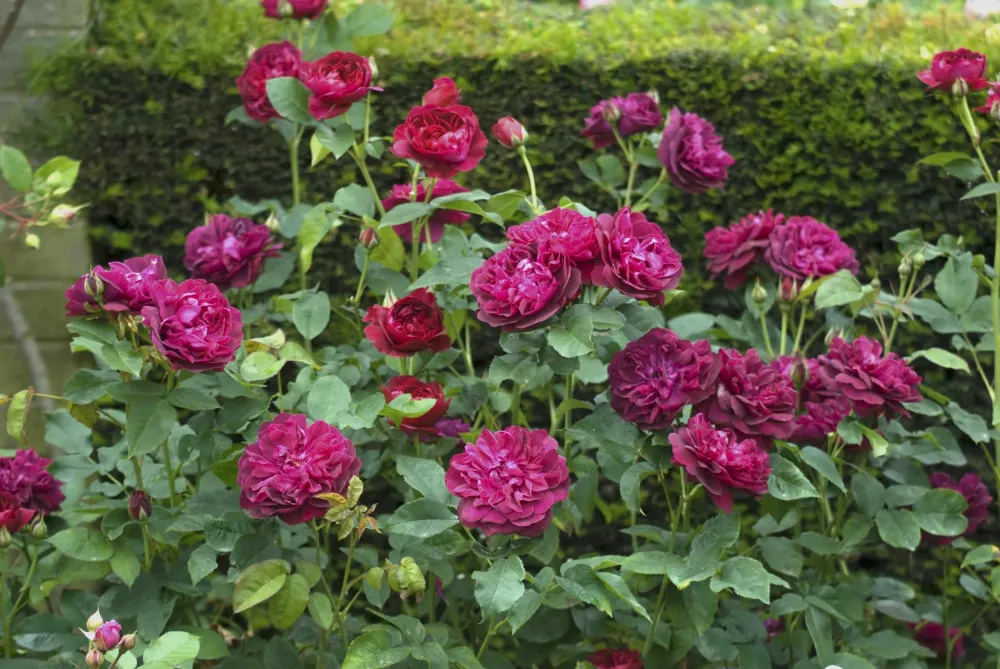 Rosa ‘Darcey Bussell’® - Trandafir englezesc, David Austin