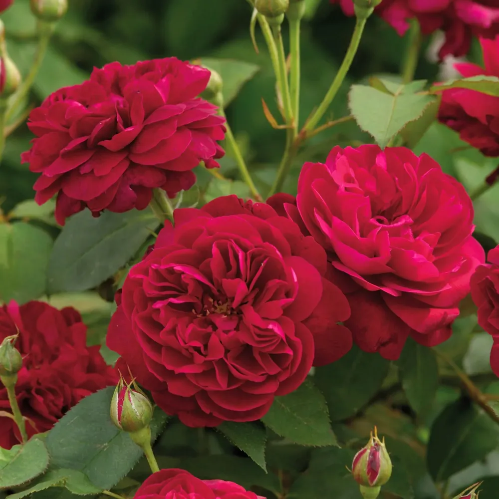 Rosa ‘Darcey Bussell’® - Trandafir englezesc, David Austin