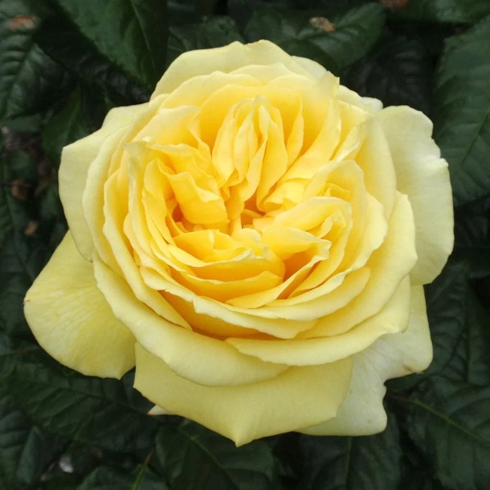 Rosa ‘Diamonds Forever’® - Trandafir teahibrid, puternic parfumat (Parfum de Nature collection)